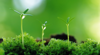 How to Tackle the Challenges of Plant Nutrition Dissertation Writing – A Step-By-Step Guide?